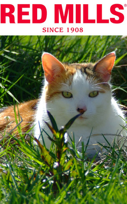 Cat Pet Food