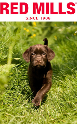 Puppy Pet Food