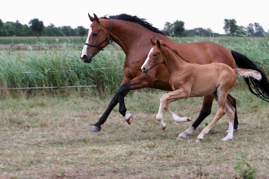 Horse Nutrition
