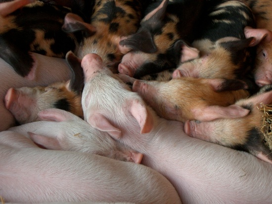 Swine Nutrition